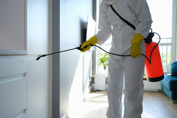 Best Mold Removal Process  in Lincolnshire, IL