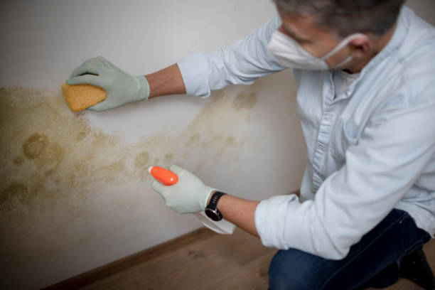 Best Home Mold Removal  in Lincolnshire, IL