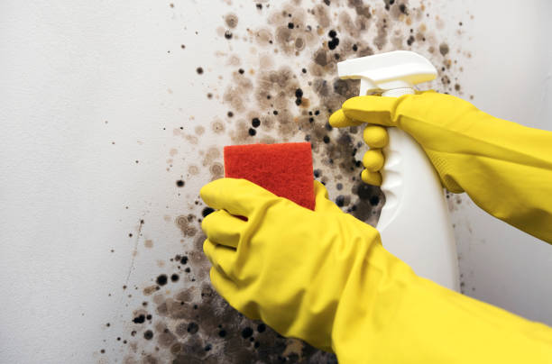 Best Crawl Space Mold Removal  in Lincolnshire, IL