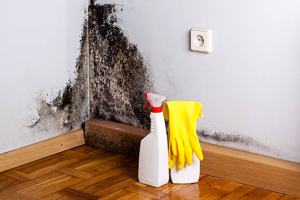 Best Mold Testing  in Lincolnshire, IL