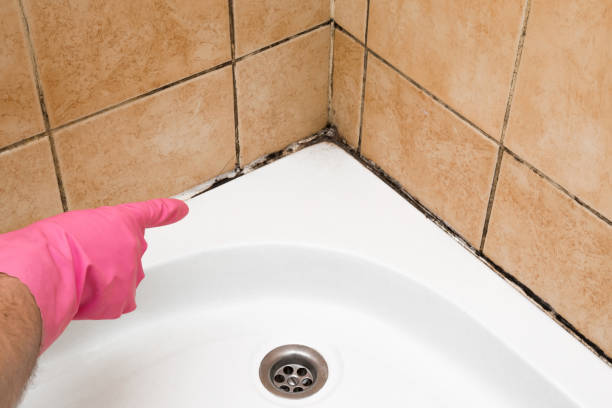 Mold Removal Process in Lincolnshire, IL